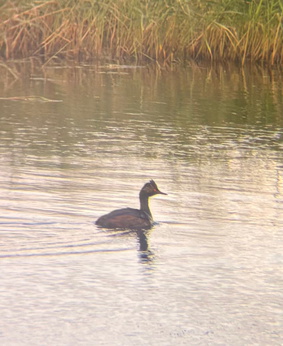 Eared Grebe