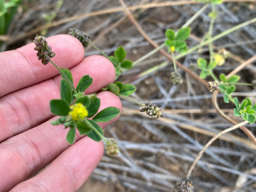 Medicago, 2026-08-10