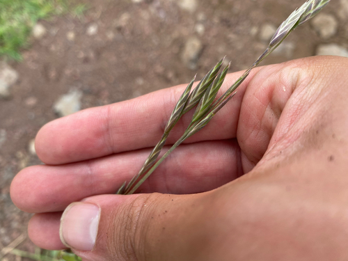 Bromus catharticus observed 2026-08-10