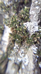 Orthotrichum diaphanum