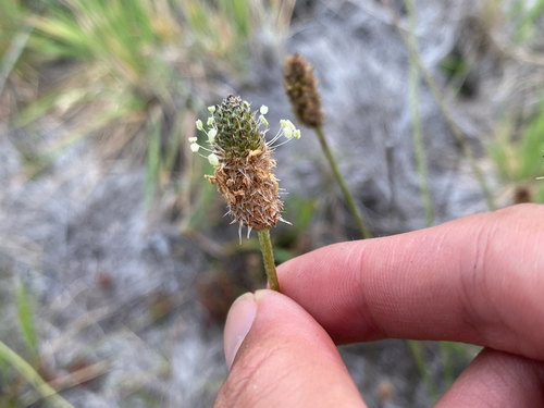 Plantago lanceolata observed 2026-08-10