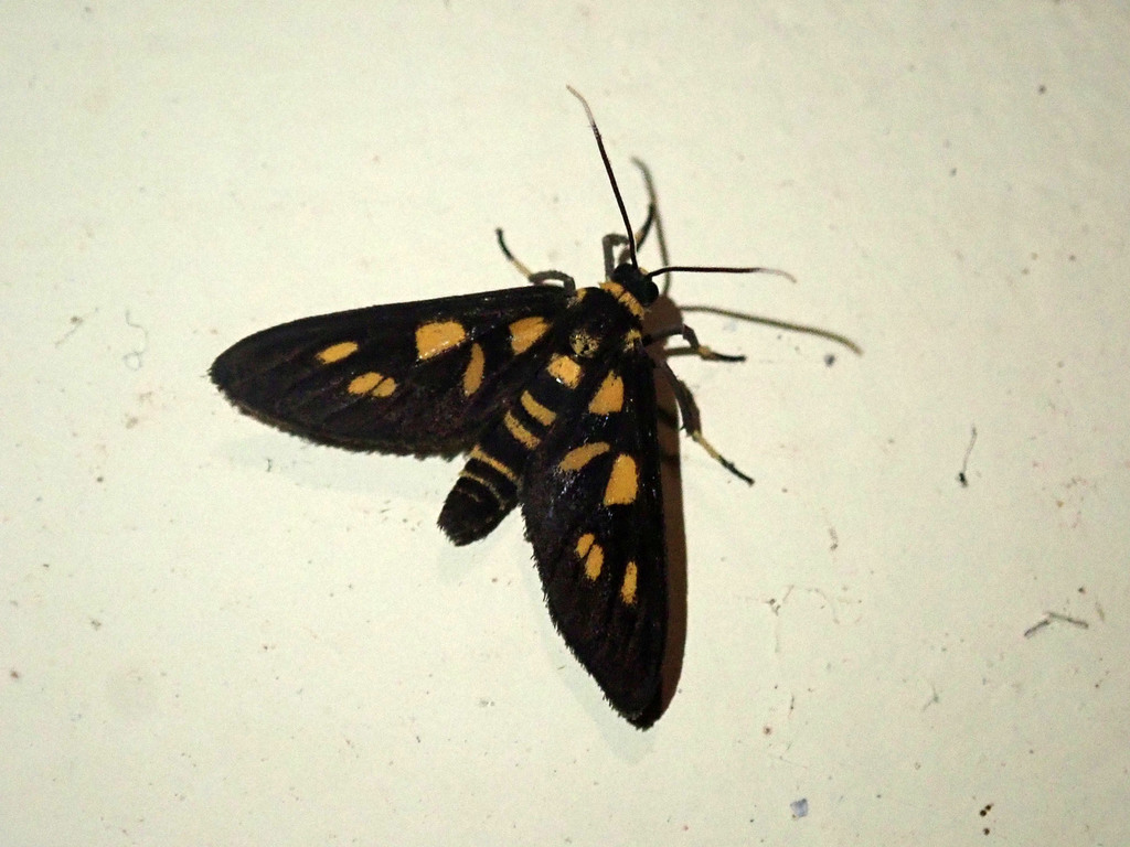 Amata pfeifferae (Amata pfeifferae)