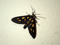 Amata pfeifferae