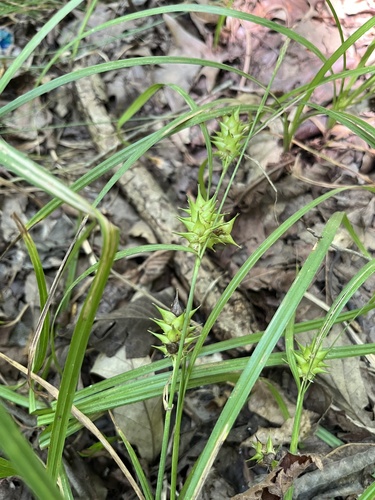 Carex louisianica, 2026-08-10