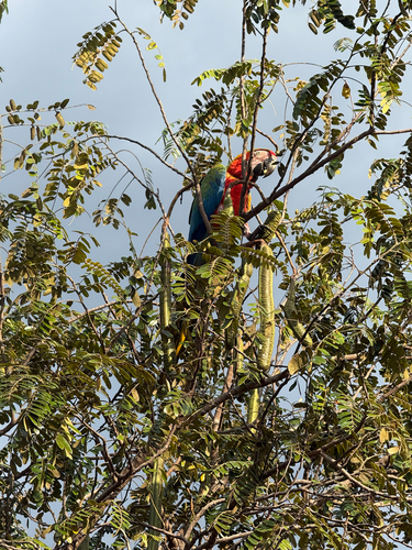Red-and-green Macaw