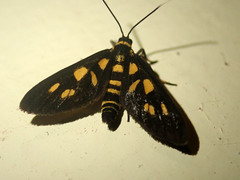Amata pfeifferae