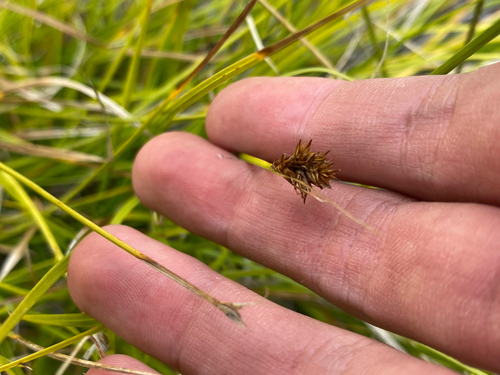 Carex subfusca observed 2026-08-10