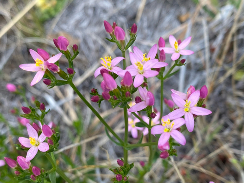 Centaurium erythraea observed 2026-08-10