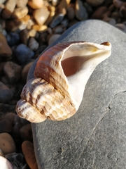 Buccinum undatum