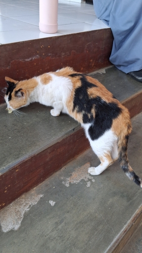 Domestic Cat