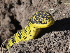 Yellow-Bellied Liophis photo 3