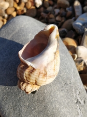 Buccinum undatum