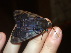 Arcte modesta