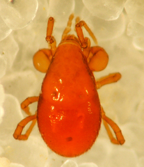 Parasitidae