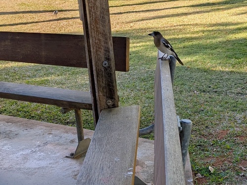 Pied Butcherbird