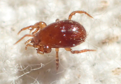Parasitidae