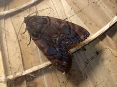 Arcte modesta