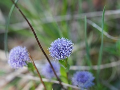 Globularia