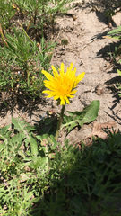 Taraxacum officinale