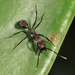 Camponotus leydigi - Photo (c) Tom Murray, osa oikeuksista pidätetään (CC BY-NC), uploaded by Tom Murray