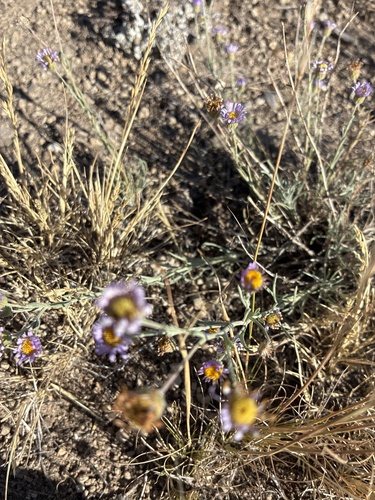 Erigeron filifolius observed 2026-07-26