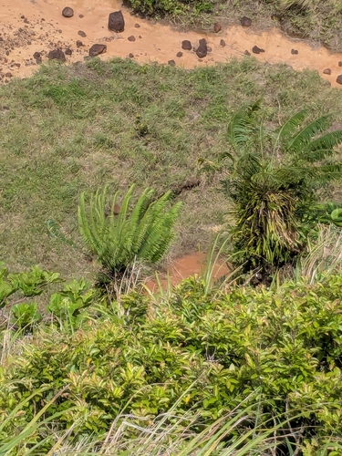 Cycas micronesica observed 2026-08-09