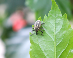 Sternuchopsis waltoni