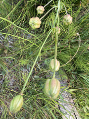 Lilium parvum, photograph author not stated, no rights reserved