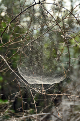 Frontinellina frutetorum