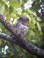 Glaucidium capense