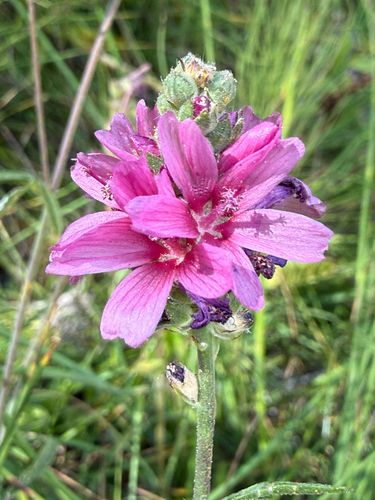 Sidalcea oregana, photograph 6