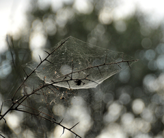 Frontinellina frutetorum