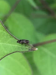 Agrilus lecontei