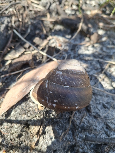 Mitchell's Rainforest Snail