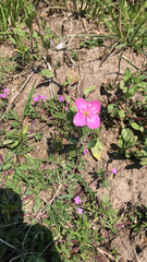Oenothera rosea