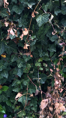 Hedera helix