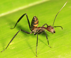 Camponotus mocsaryi