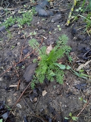 Tripleurospermum inodorum