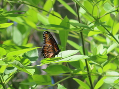 Limenitis archippus obsoleta