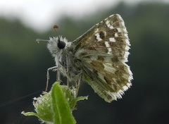 Pyrgus onopordi