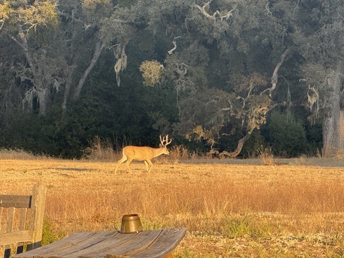 iNaturalist observation photo of Columbian Black-tailed Deer