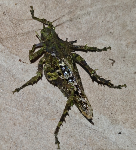 Championica cristulata