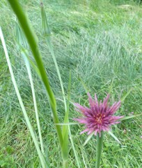 Tragopogon eriospermus