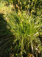 Carex umbrosa
