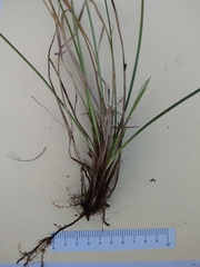 Carex umbrosa