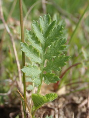 Tanacetum vulgare