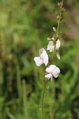 Tephrosia onobrychoides