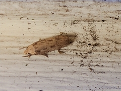 Platyedra subcinerea