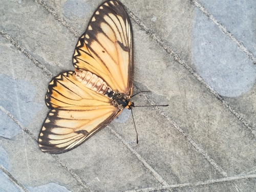 Yellow Coster