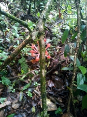 Satyria warszewiczii